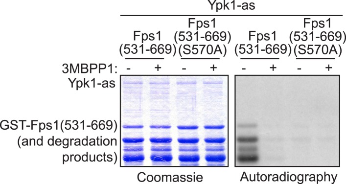 Figure 1—figure supplement 3.