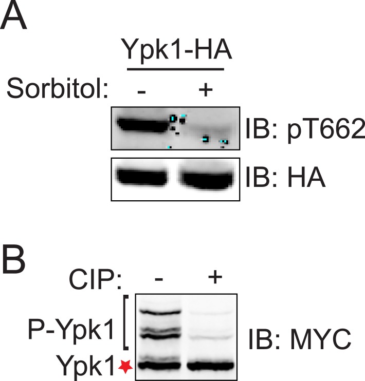 Figure 1—figure supplement 4.