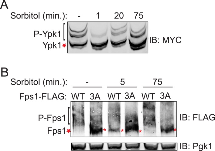 Figure 1—figure supplement 5.