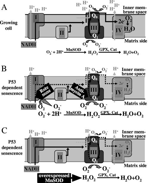 FIG. 8.