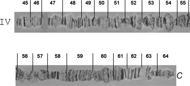 Fig 7