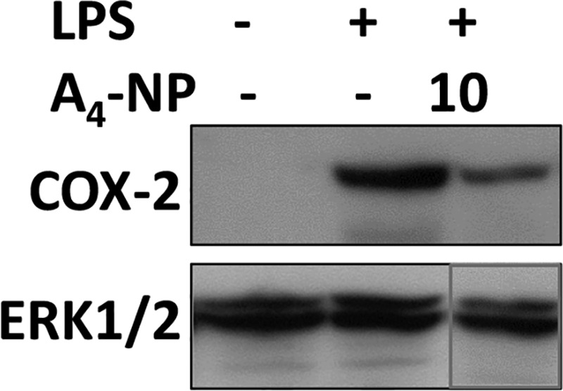 Figure 2C.