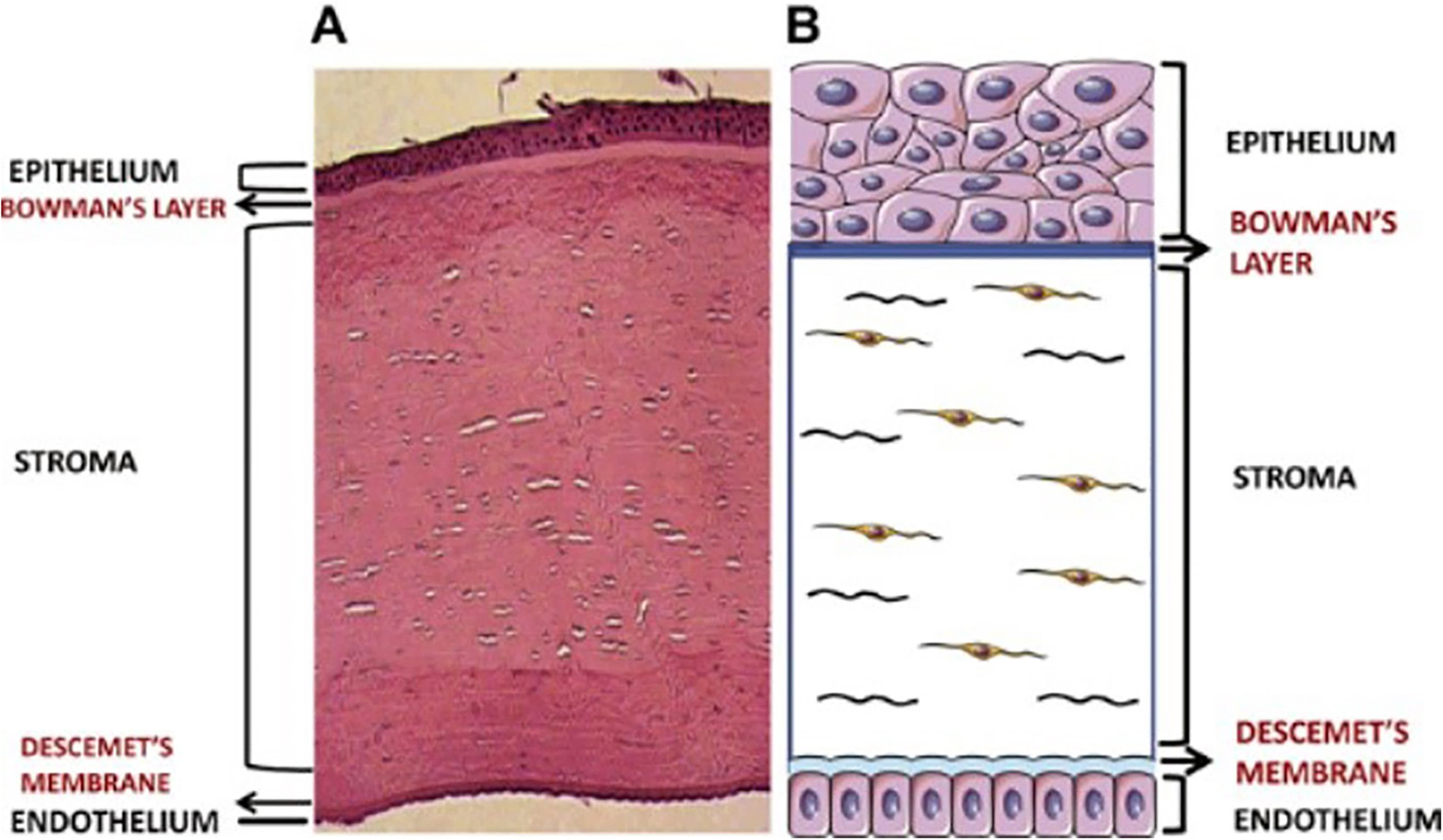 Figure 2: