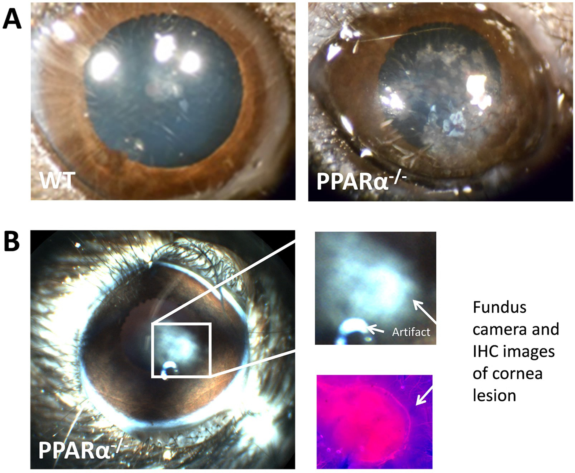 Figure 7: