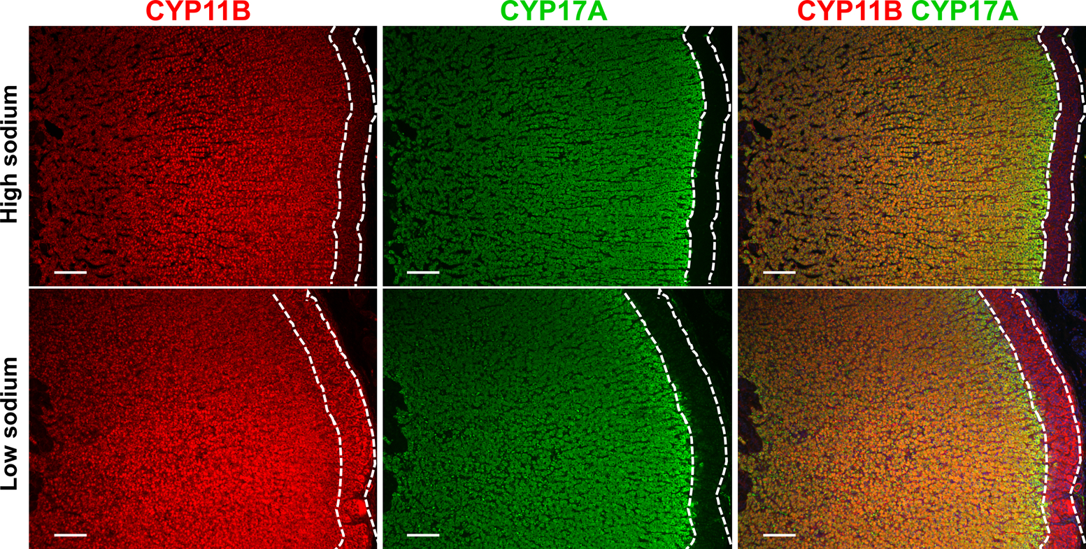 Figure 3.