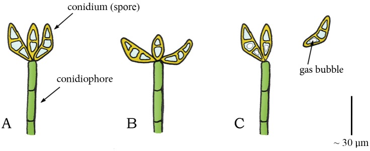 Fig 6