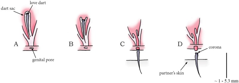 Fig 27