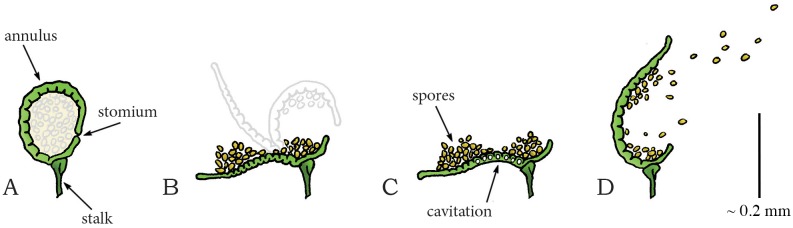 Fig 20