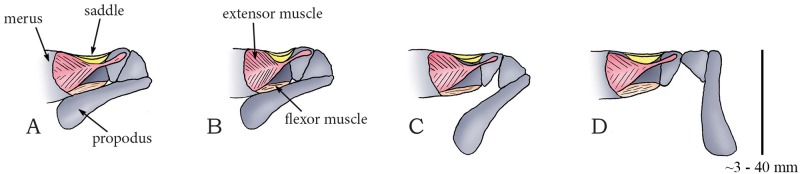 Fig 25