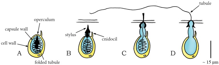 Fig 22