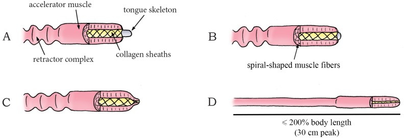 Fig 23