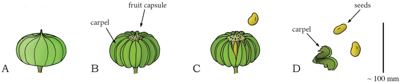 Fig 17