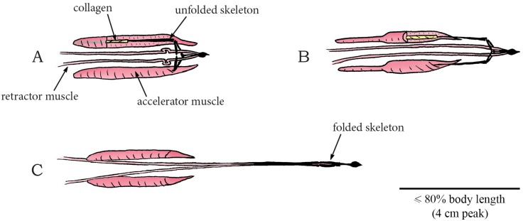 Fig 24