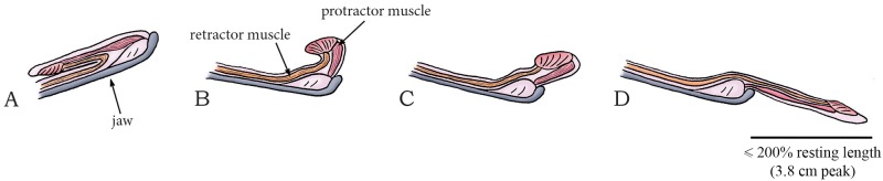 Fig 26