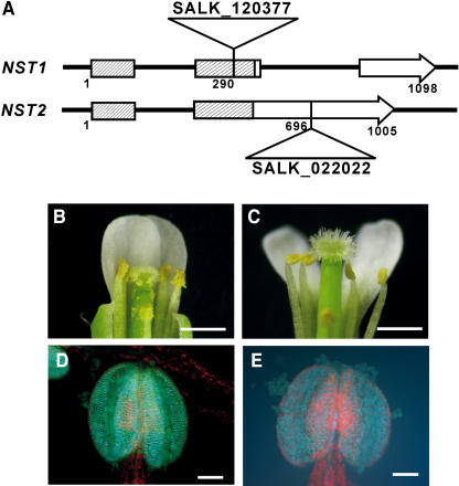 Figure 6.