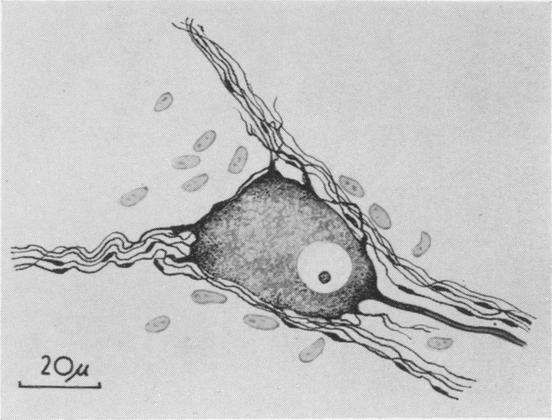 Fig. 4A.