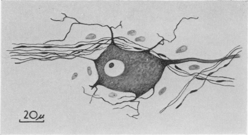 Fig. 5A.