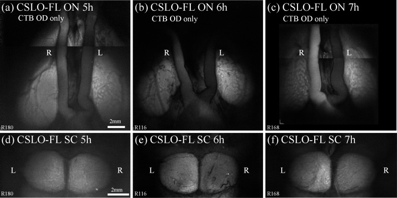 Fig. 8