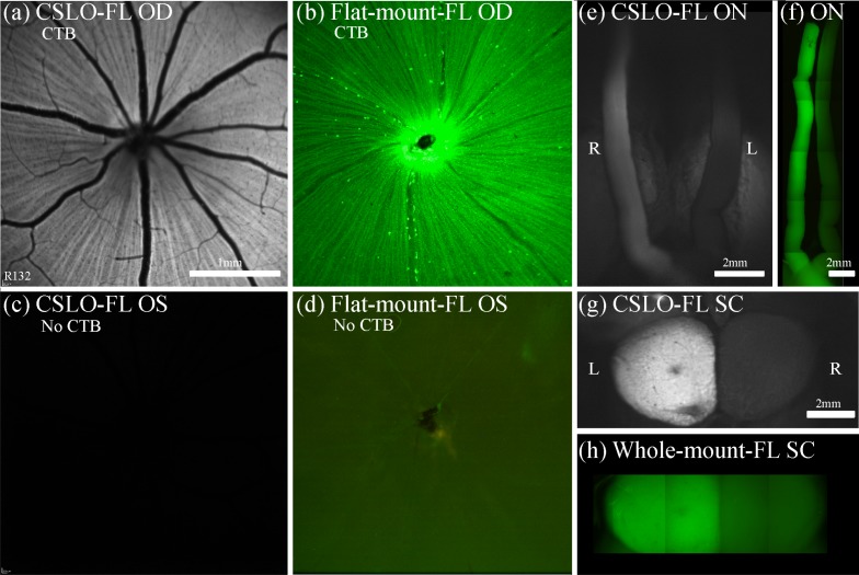 Fig. 2