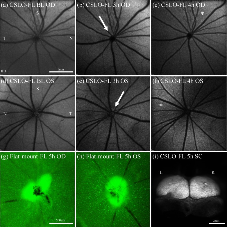 Fig. 10