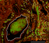 Fig. 5