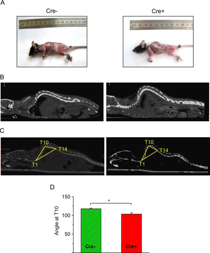 Figure 2—figure supplement 1.