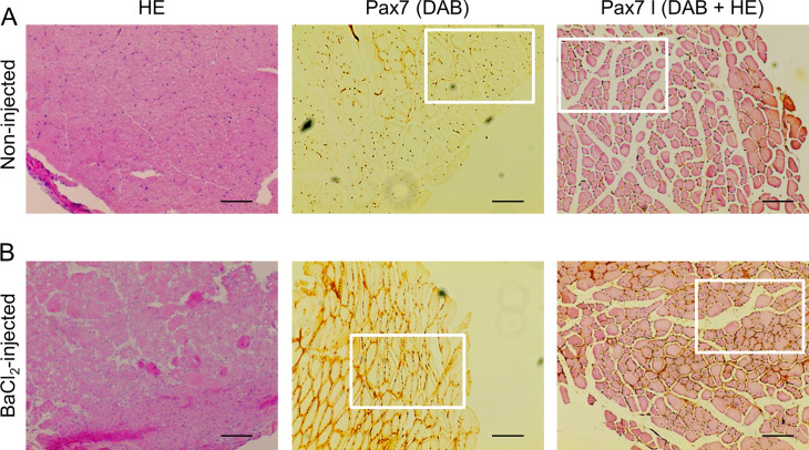 Figure 6—figure supplement 1.