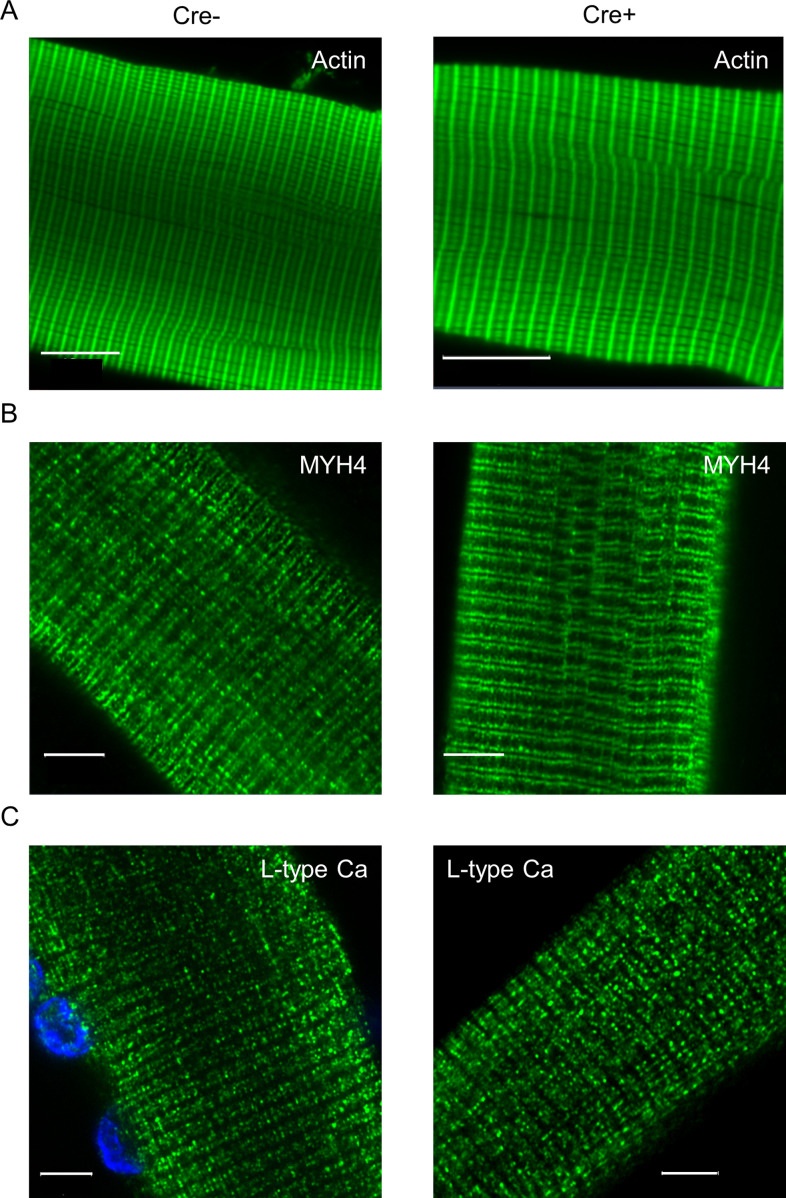 Figure 2—figure supplement 3.