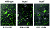 FIG. 6.