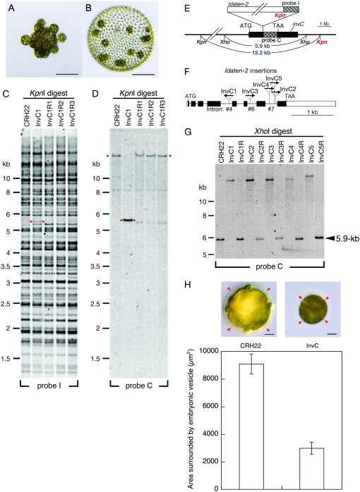 Figure 3.—