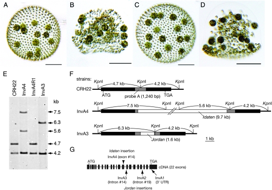 Figure 1.—