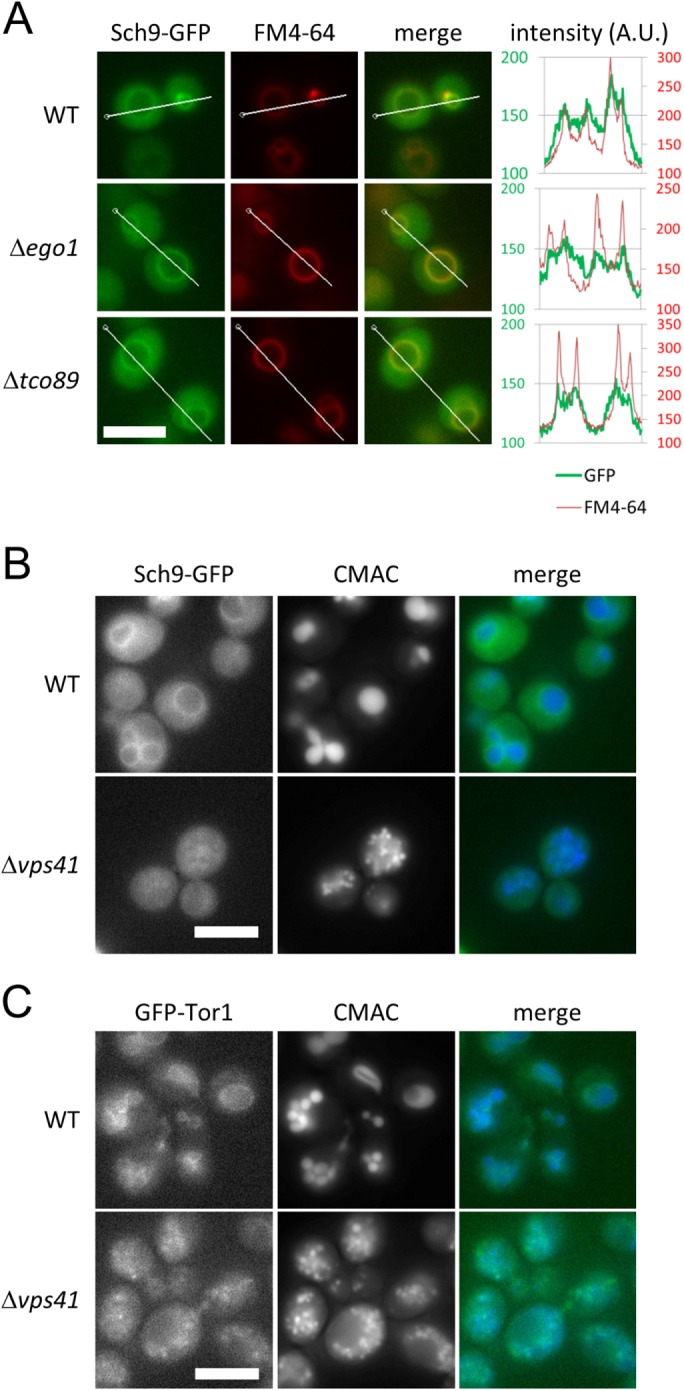 FIGURE 3: