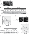 FIGURE 6: