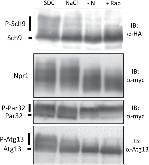 FIGURE 1: