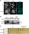 FIGURE 4: