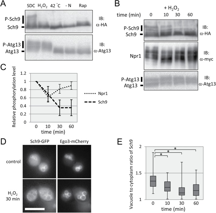 FIGURE 5: