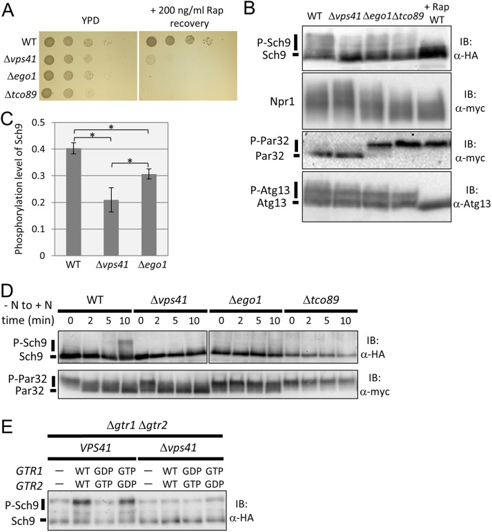 FIGURE 2: