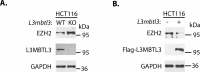 Figure 2—figure supplement 2.