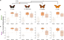 (A) Phylogeny of species used in the behavioural assays.