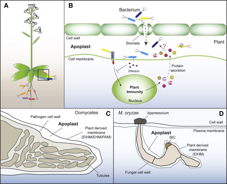 Figure 1