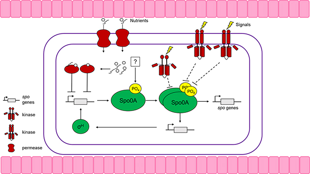 graphic file with name nihms-1763926-f0001.jpg