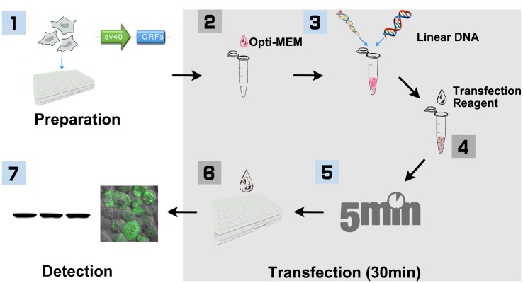 FIGURE 1