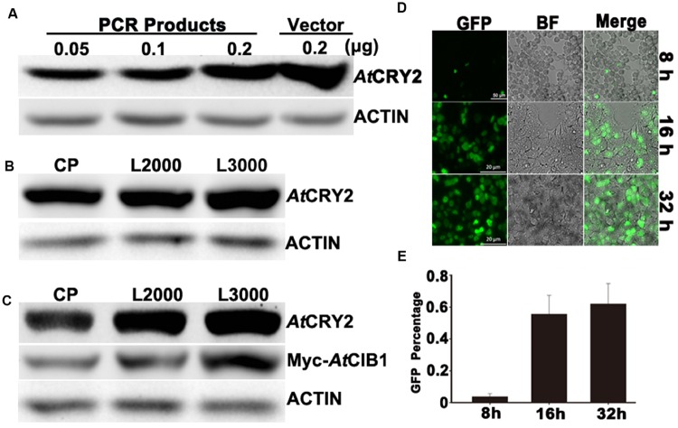 FIGURE 2