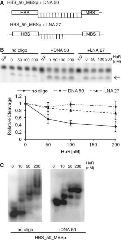 HuR protein attenuates miRNA-mediated repression by promoting miRISC ...