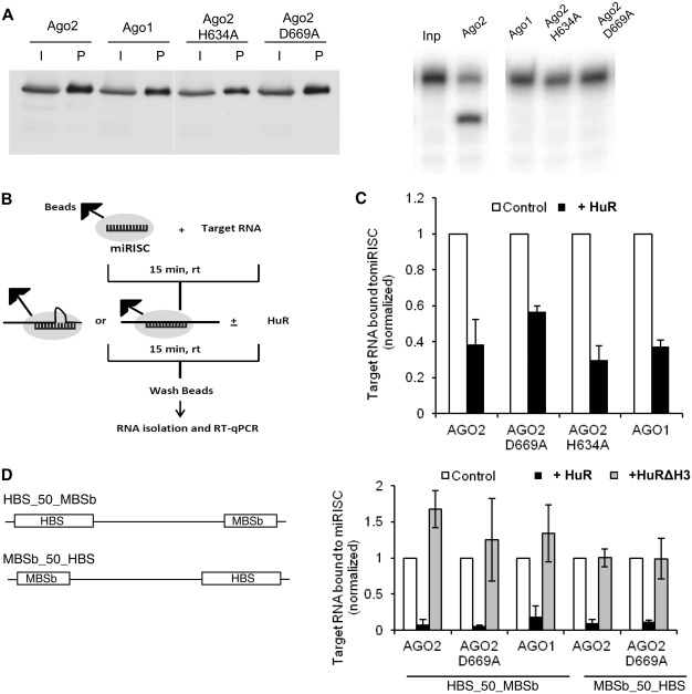 HuR protein attenuates miRNA-mediated repression by promoting miRISC ...