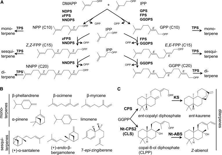 Figure 1.