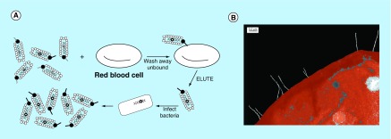 Figure 10. 