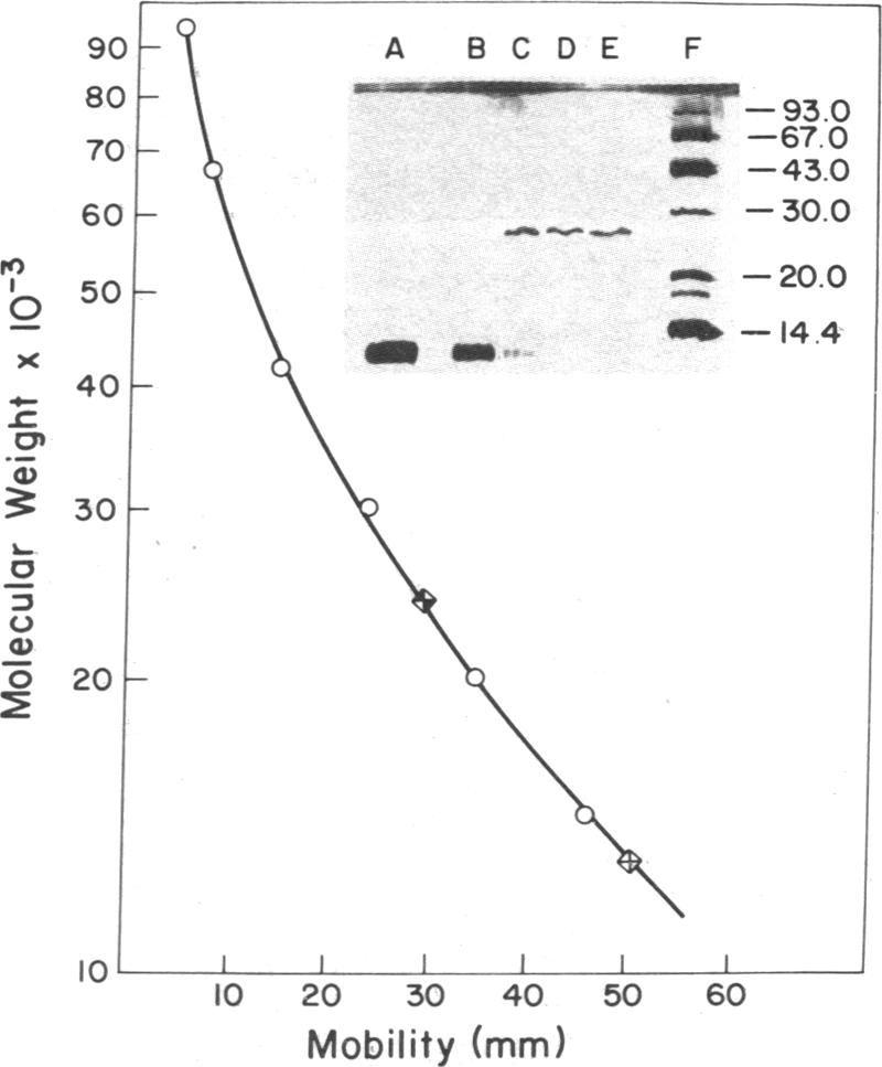 graphic file with name pnas00629-0023-a.jpg