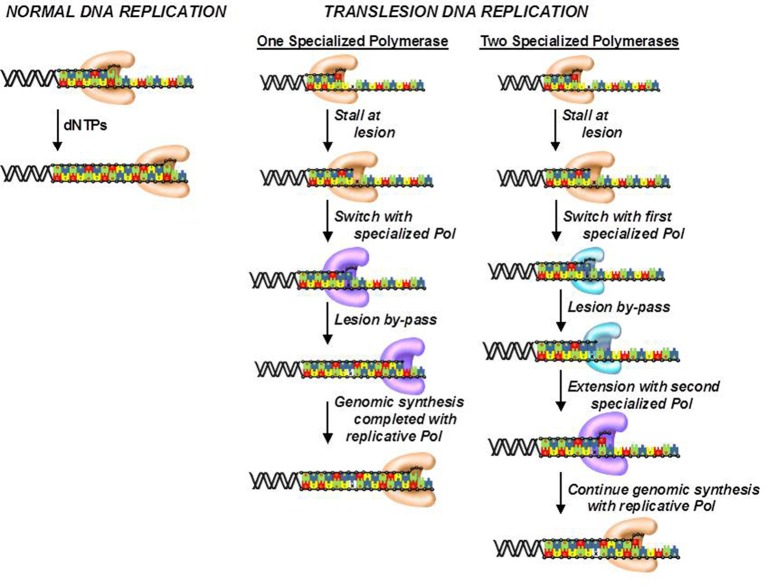 Figure 7