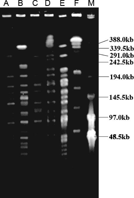 FIG. 2.